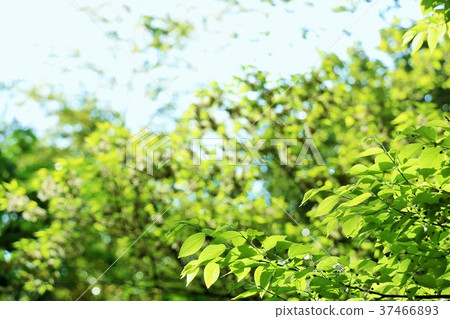 新鮮的綠色年輕葉子 37466893
