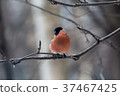 Male bullfinch,  is sitting on the branch 37467425