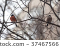 Male and female bullfinchs sitting on the branch 37467566