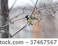 Titmouse  is sitting on the branch 37467567