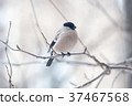 Male bullfinch,  is sitting on the branch 37467568