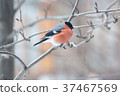 Male bullfinch,  is sitting on the branch 37467569