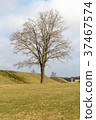 Tree in the field in early spring 37467574