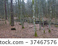 Forest in spring in Belovezhskaya Puscha, Belarus 37467576