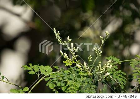 White flower of Horse radish tree White flower of Horse radish tree 37467849