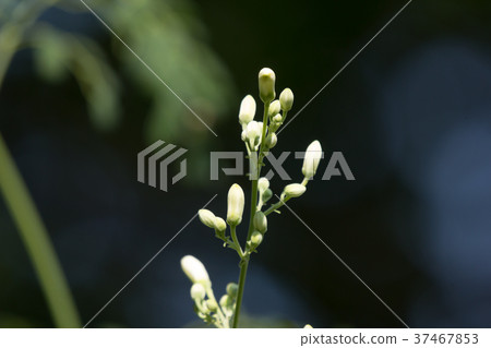 White flower of Horse radish tree 37467853