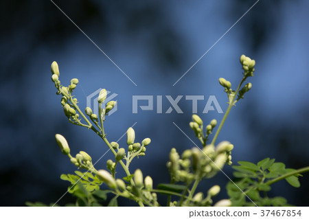 White flower of Horse radish tree 37467854