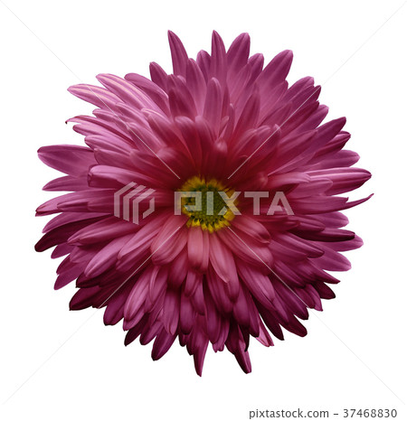 Pink aster flower isolated white background Pink aster flower isolated white background 37468830