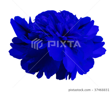 Peony flower blue on isolated white background Peony flower blue on isolated white background 37468831