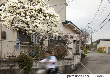 Spring visit to the garden of a private house 37468839