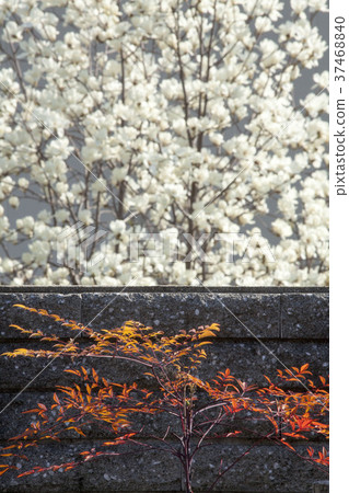 Visiting Spring-11, Southern sky of autumn leaves against the backdrop of magnolia 37468840