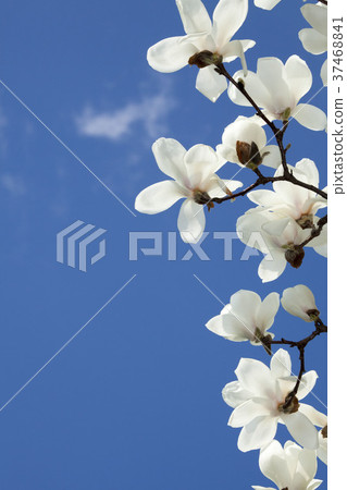 Spring visit-12, Hakumokuren blooming in the blue sky 37468841