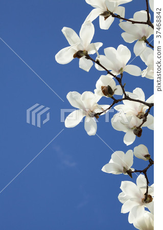 Visit 13 spring, bloomed bloom in the blue sky coming out 37468842