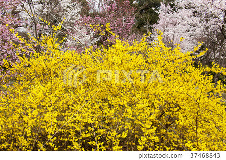 Visiting Spring-14, co-starring Forsythia and Sakura 37468843