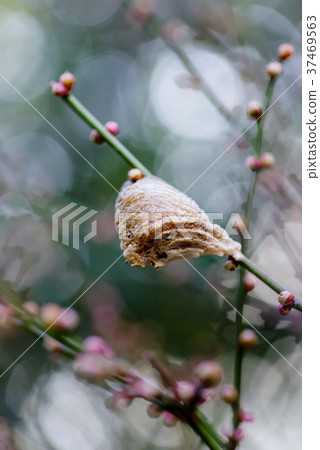 Mantis egg Mantis egg 37469563