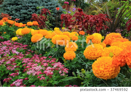 Autumn flowers Autumn flowers 37469592