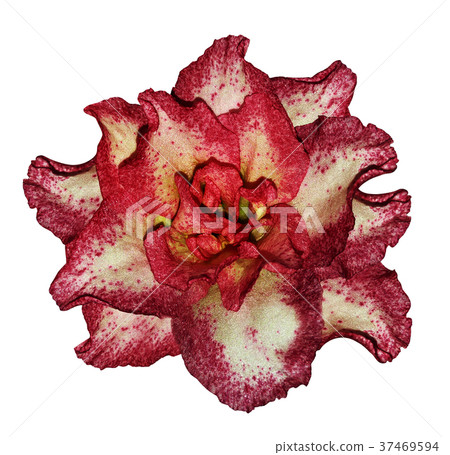 Azalea red-white flower  white isolated background 37469594