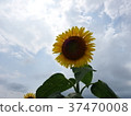 sunflower	 37470008