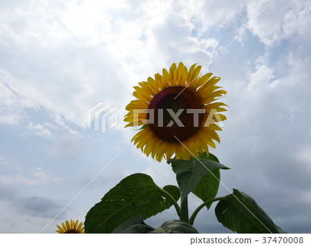 sunflower	 37470008