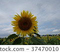 Sunflower 2 37470010