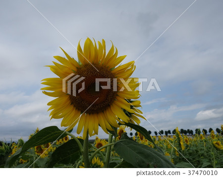 向日葵2 向日葵2 37470010