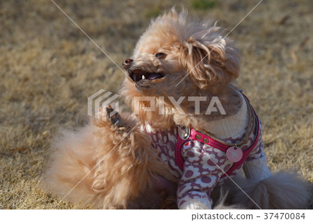 玩具貴賓犬 玩具貴賓犬 37470084