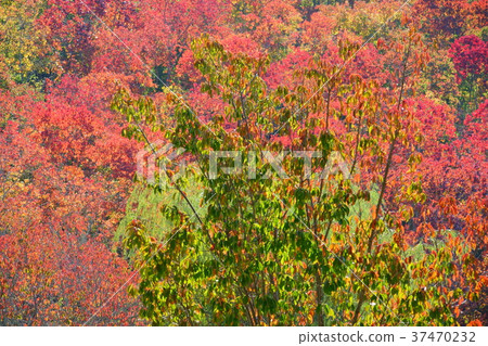 Autumn and Nankin Goby Forest 2 Autumn and Nankin Goby Forest 2 37470232