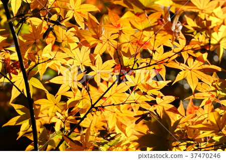 金色楓木3 金色楓木3 37470246