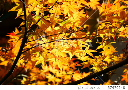 金色楓木1 金色楓木1 37470248