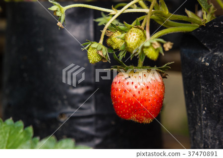close-up of the strawberry in the garden close-up of the strawberry in the garden 37470891