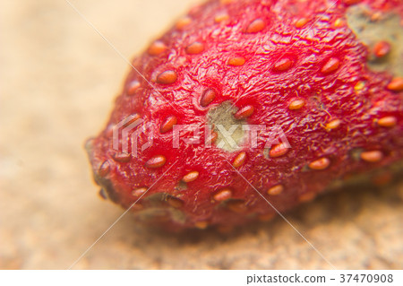 rotten strawberry covered with mold 37470908