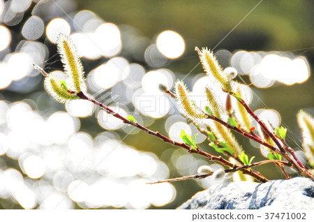 Pussy willow blooming in spring waterside 37471002