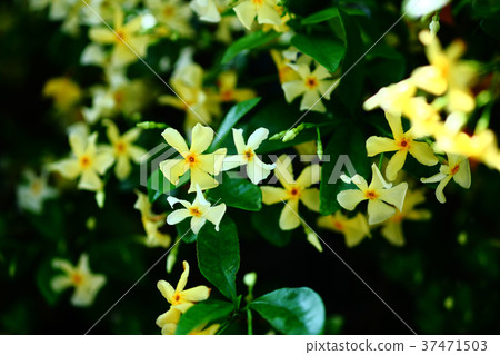 Blooming Taika Kazura flowers 37471503