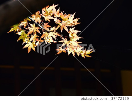 秋天的城市景觀詩Izumikaku 秋天的城市景觀詩Izumikaku 37472129