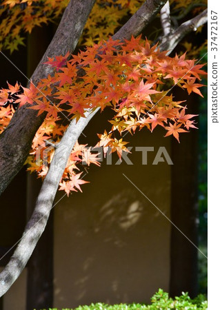 Autumn's Townscape Poetry Izumikaku 37472167