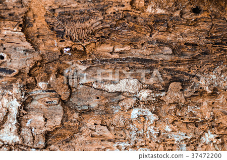 Close-up dtreailed view of the damaged tree bark 37472200