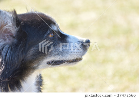 邊境牧羊犬 37472560