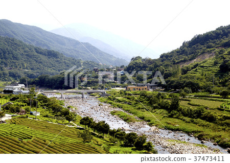 Green tea field, Junggum Bridge, Hwagae Stream, Hadong-gun, Gyeongnam 37473411