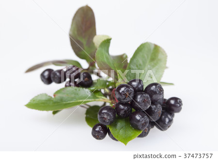 Chokeberry on a white background Chokeberry on a white background 37473757