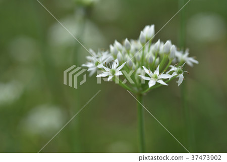 Vegetables, planting, chives, leeks, flower fields, flowers, countryside, agriculture, crops, agricultural products, farmland Vegetables, planting, chives, leeks, flower fields, flowers, countryside, agriculture, crops, agricultural products, farmland 37473902