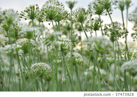 蔬菜,種植,韭菜花,韭菜,花田,花,鄉村,農業,農作物,農產品,農田 37473928