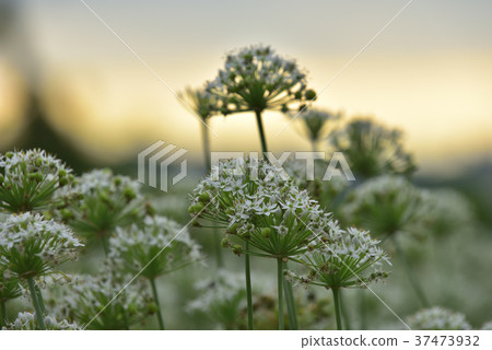 蔬菜,種植,韭菜花,韭菜,花田,花,鄉村,農業,農作物,農產品,農田 37473932