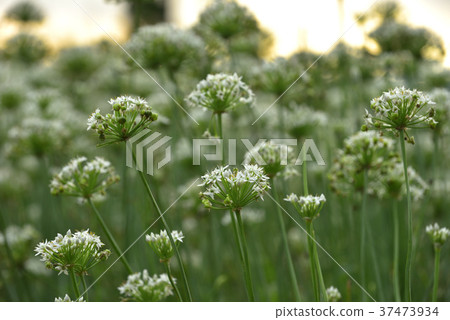蔬菜,種植,韭菜花,韭菜,花田,花,鄉村,農業,農作物,農產品,農田 蔬菜,種植,韭菜花,韭菜,花田,花,鄉村,農業,農作物,農產品,農田 37473934