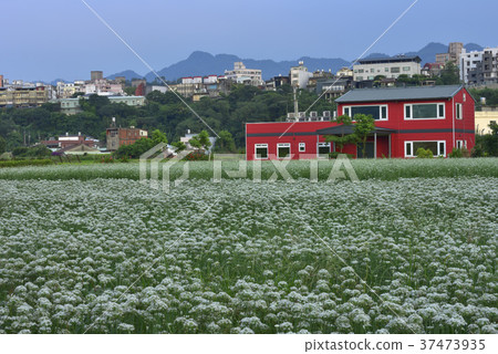 蔬菜,種植,韭菜花,韭菜,花田,花,鄉村,農業,農作物,農產品,農田 37473935