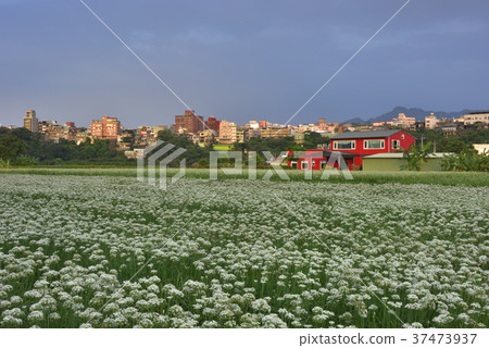蔬菜,種植,韭菜花,韭菜,花田,花,鄉村,農業,農作物,農產品,農田 蔬菜,種植,韭菜花,韭菜,花田,花,鄉村,農業,農作物,農產品,農田 37473937