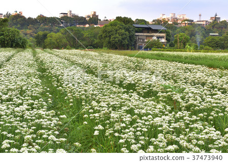 蔬菜,種植,韭菜花,韭菜,花田,花,鄉村,農業,農作物,農產品,農田 37473940