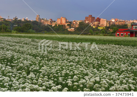 蔬菜,種植,韭菜花,韭菜,花田,花,鄉村,農業,農作物,農產品,農田 37473941