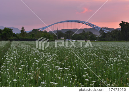 蔬菜,種植,韭菜花,韭菜,花田,花,鄉村,農業,農作物,農產品,農田 蔬菜,種植,韭菜花,韭菜,花田,花,鄉村,農業,農作物,農產品,農田 37473950