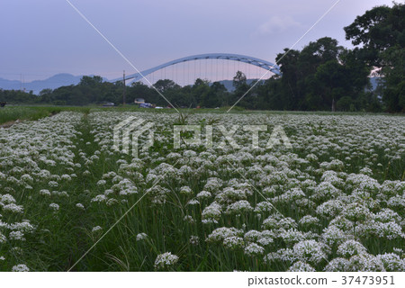 蔬菜,種植,韭菜花,韭菜,花田,花,鄉村,農業,農作物,農產品,農田 37473951