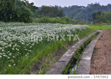 蔬菜,種植,韭菜花,韭菜,花田,花,鄉村,農業,農作物,農產品,農田 37473952